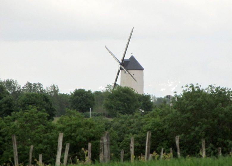 DES MOULINS À LA VIGNE