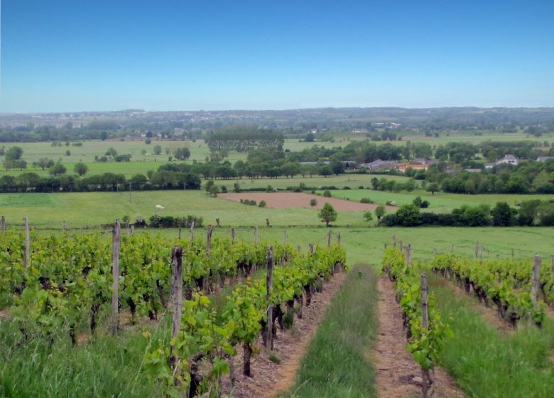 DES MOULINS À LA VIGNE