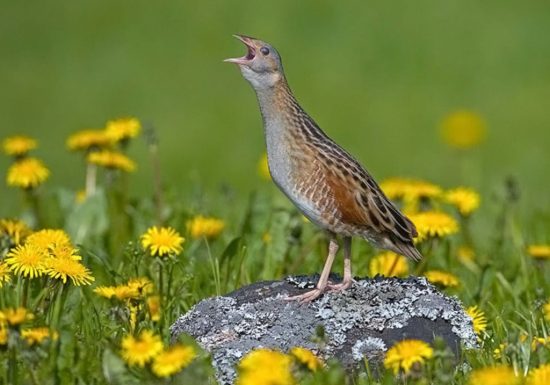 Randonnée « Des moulins à la vigne »