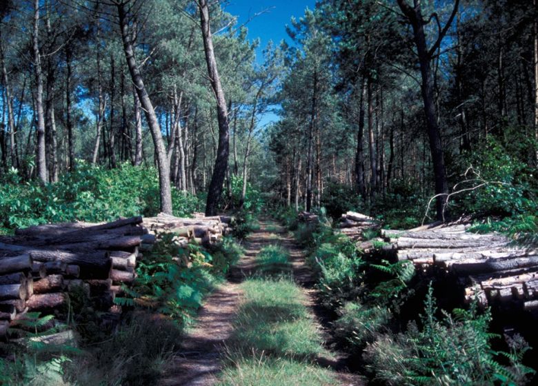 Randonnée « Entre forêt et bocage »