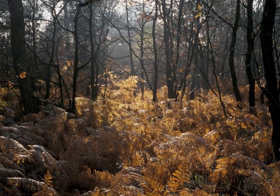 Randonnée « Entre forêt et bocage »