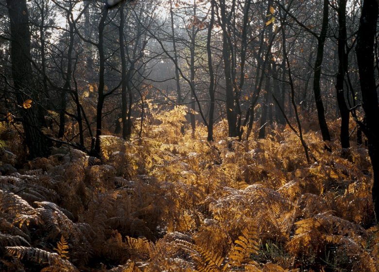 RANDONNÉE DE LA FORÊT À LA LANDE