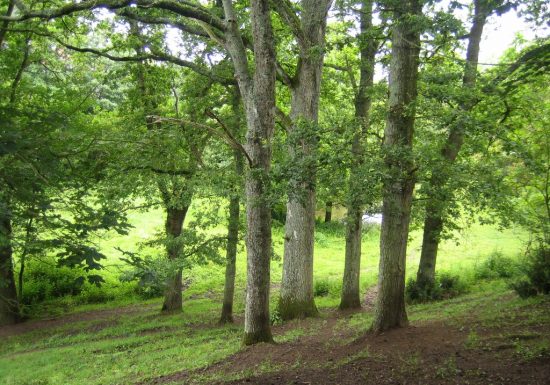 Randonnée « Le bois de la Boulaie »