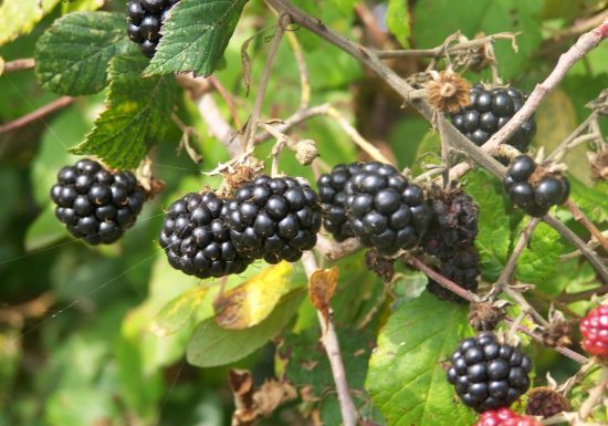 Randonnée « Les Hauts du Doré »