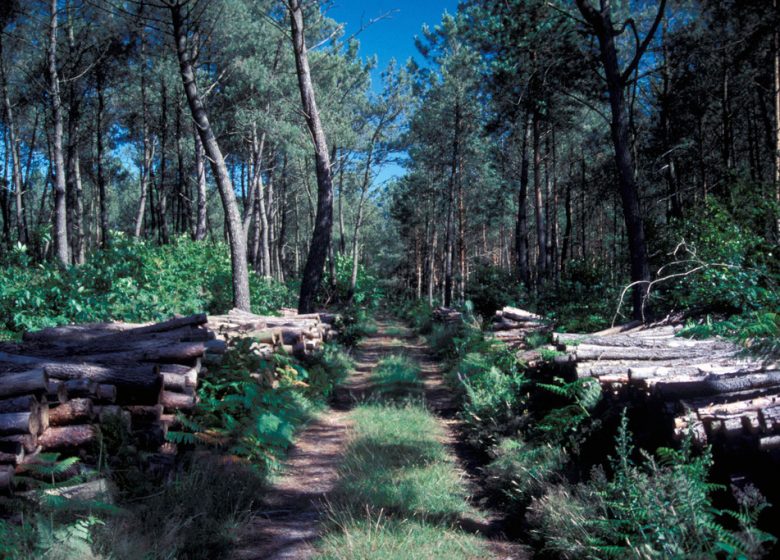 Randonnée « Les biches »
