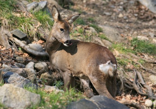 Randonnée « Les biches »