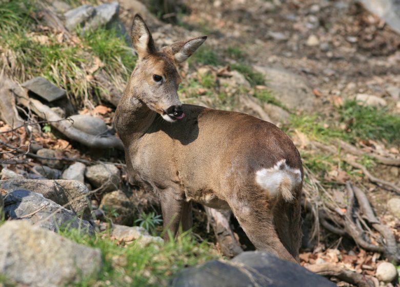 Randonnée « Les biches »