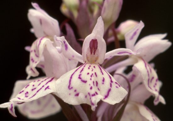 Randonnée « Les biches »