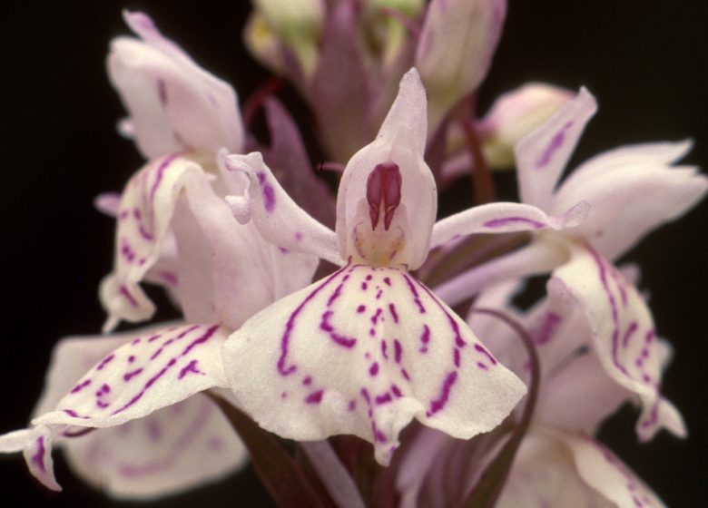 Randonnée « Les biches »