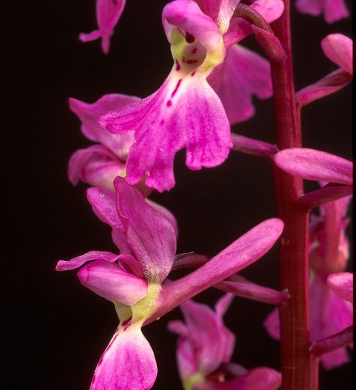 Randonnée « Les biches »