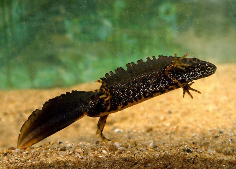 Randonnée « Les biches »