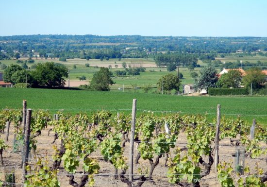 DES MOULINS À LA VIGNE