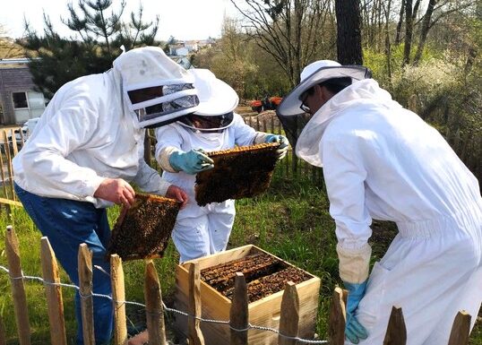 Atelier « Découverte de la ruche »