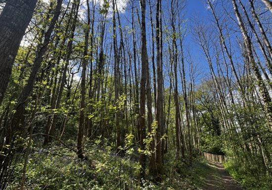 Balade « Sentier de la Garenne »