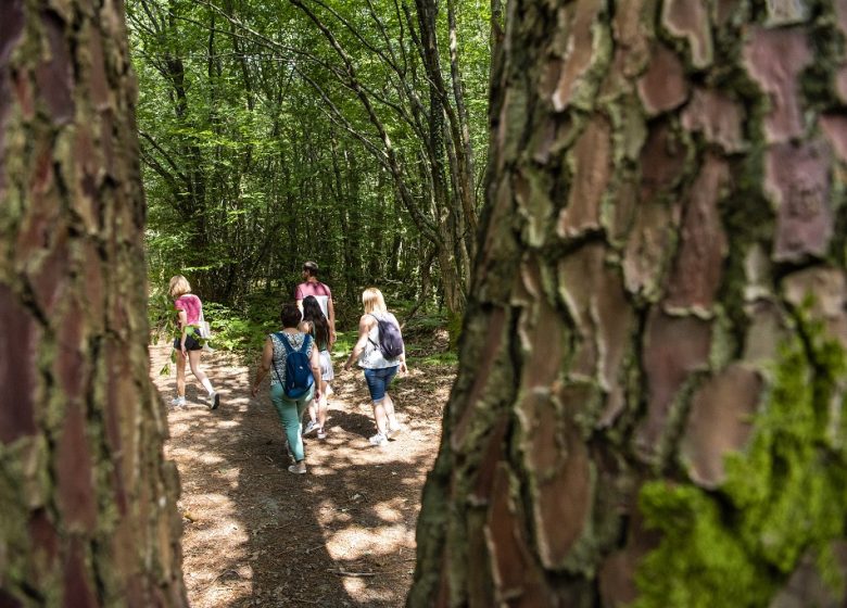 Randonnée « Entre forêt et bocage »