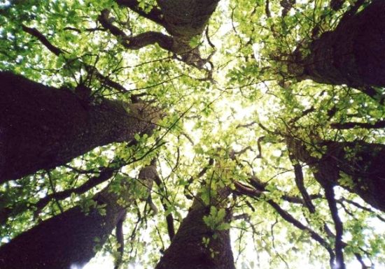 Aire de pique-nique de l’étang de la Foucaudière