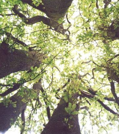 Randonnée « Les 6 chênes »