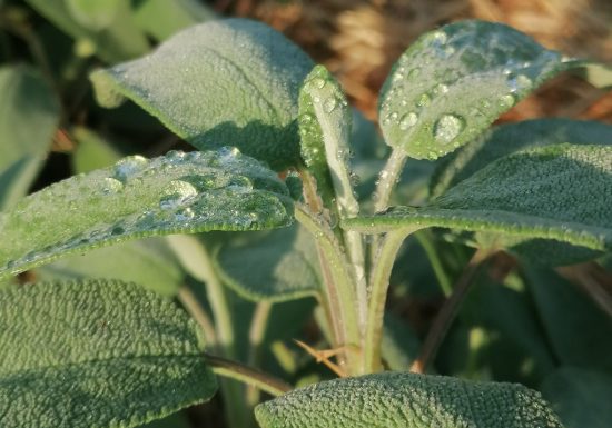 Le simple jardin de Claudine, productrice et créatrice inspirée par les plantes