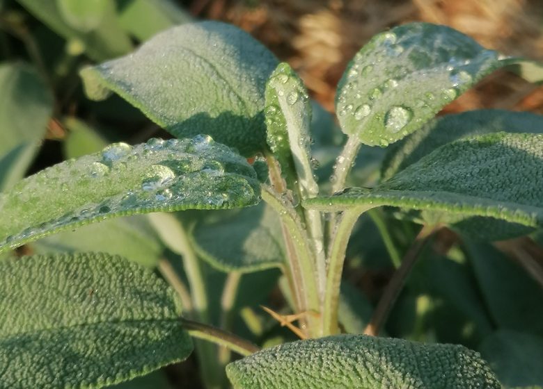 Le simple jardin de Claudine, productrice et créatrice inspirée par les plantes