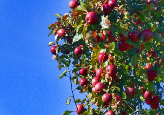 Les Vergers de La Septière