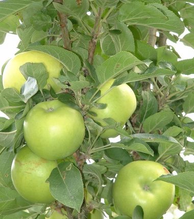 Les Vergers de La Septière