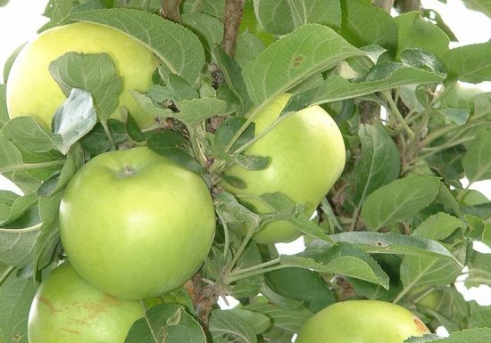 Les Vergers de La Septière