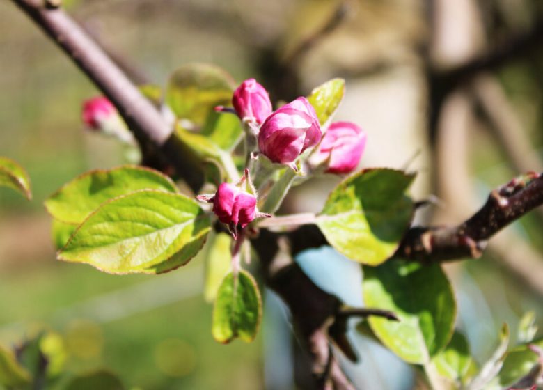 Les Vergers de La Chenillère