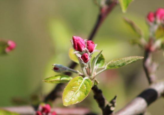 Les Vergers de La Chenillère