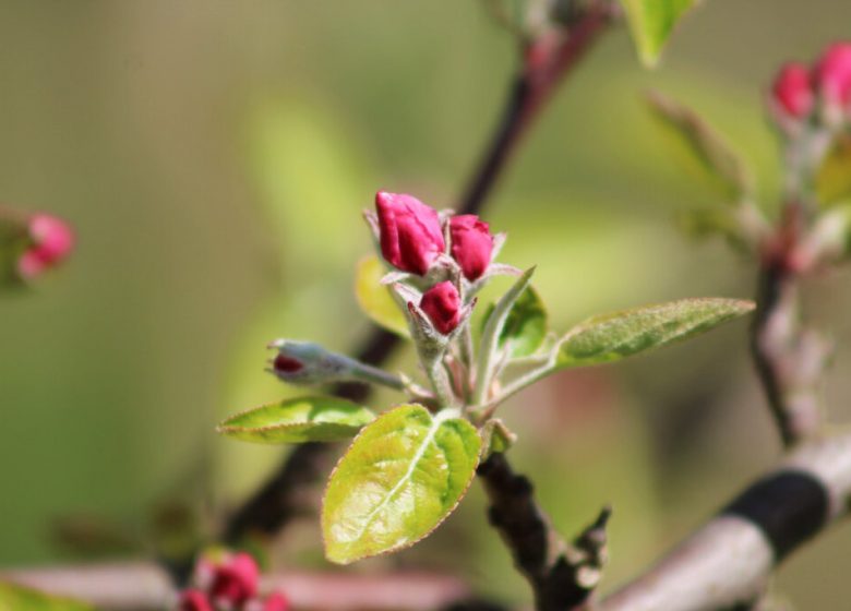 Les Vergers de La Chenillère