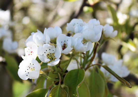 Les Vergers de La Chenillère