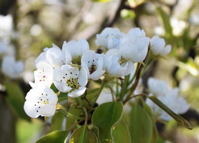 Les Vergers de La Chenillère