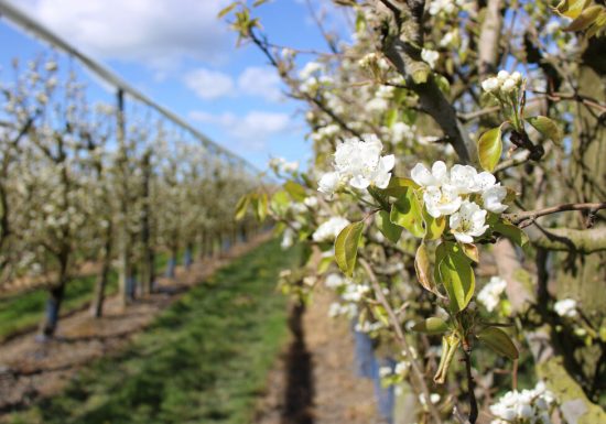 Les Vergers de La Chenillère