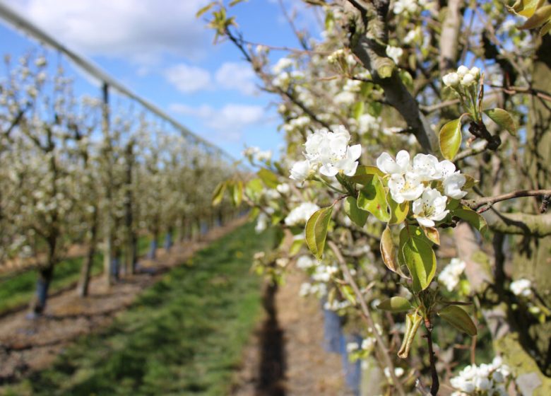 Les Vergers de La Chenillère