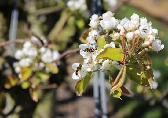 Les Vergers de La Chenillère
