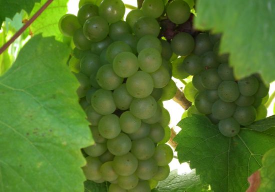 Domaine du Quarteron