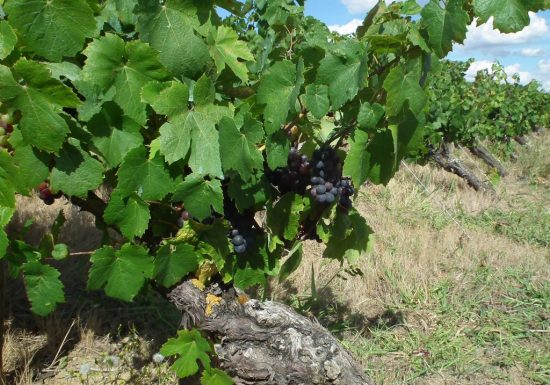 Domaine du Quarteron