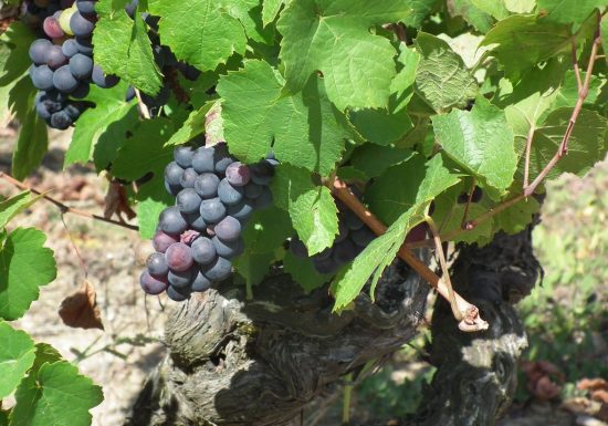 Domaine du Quarteron