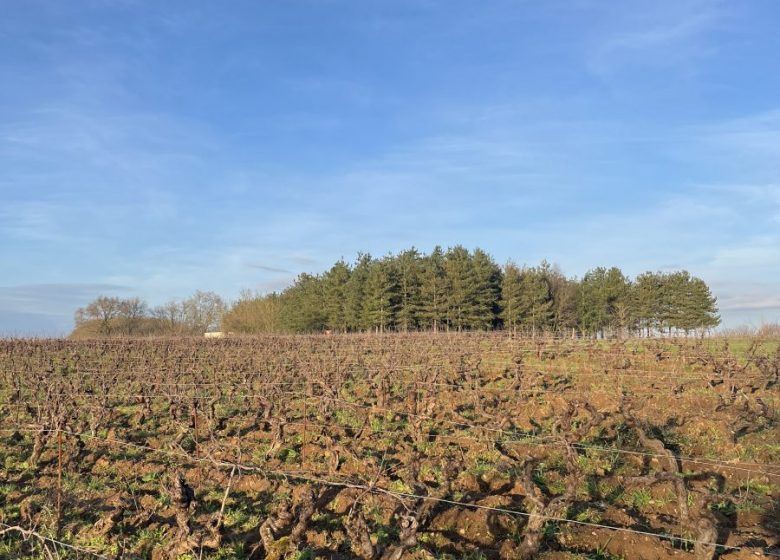 Domaine de l&rsquo;Alliance