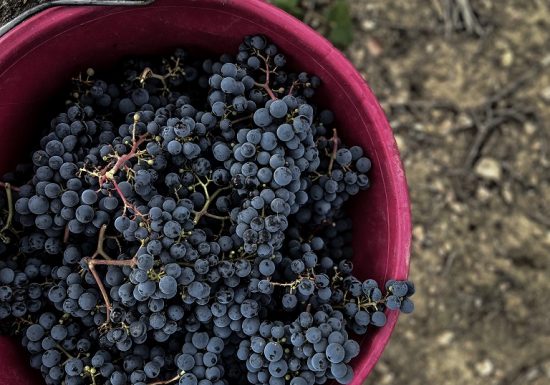 Vignoble de la Bâte