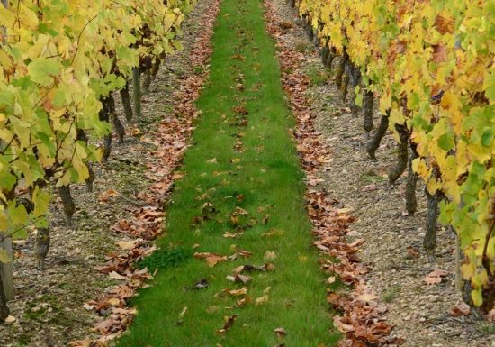 Vignoble de la Bâte