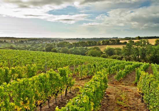Vignoble Réthoré Davy