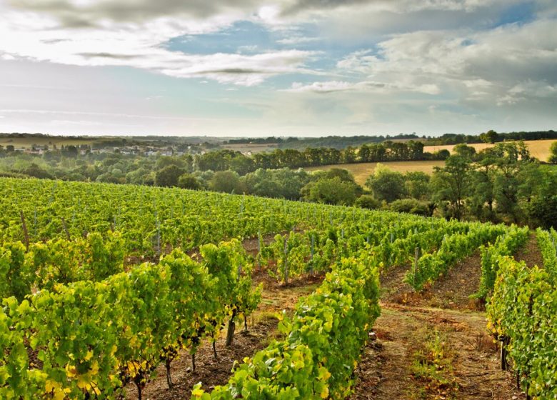 VIGNOBLE RÉTHORÉ DAVY