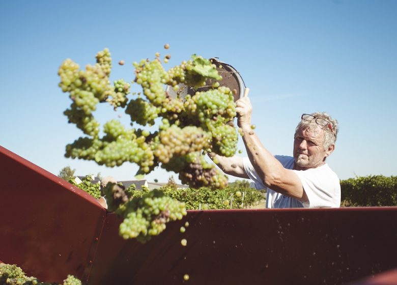 Vignoble Vacy