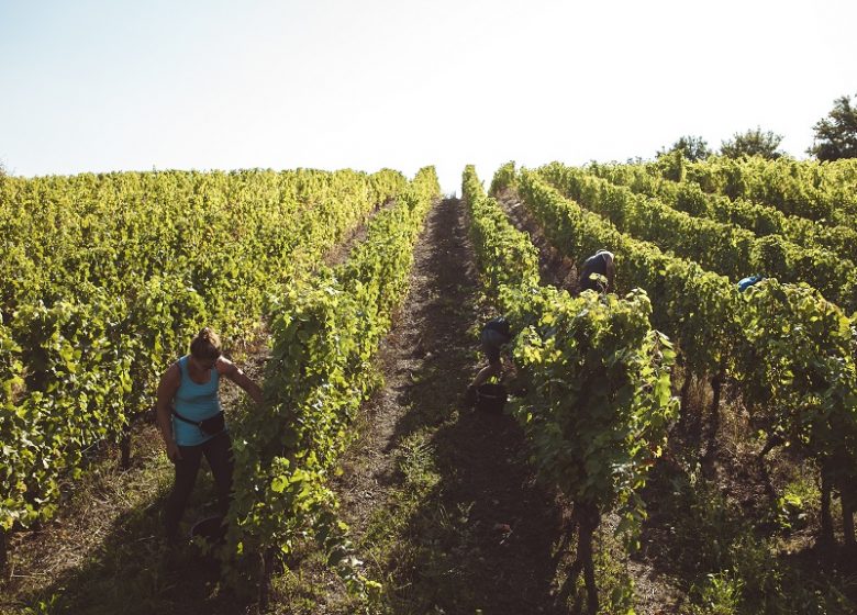 Portes ouvertes du Vignoble Vacy