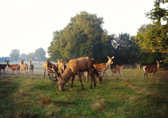 Grande soirée « Brâme du Cerf » à la Fardellière