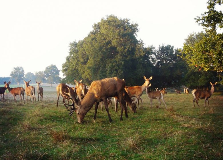Grande soirée « Brâme du Cerf » à la Fardellière