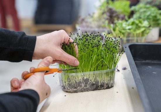 Ferme Micropousse « Il était une graine »