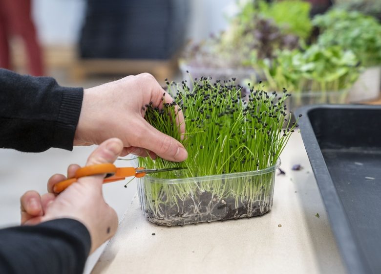 Ferme Micropousse « Il était une graine »