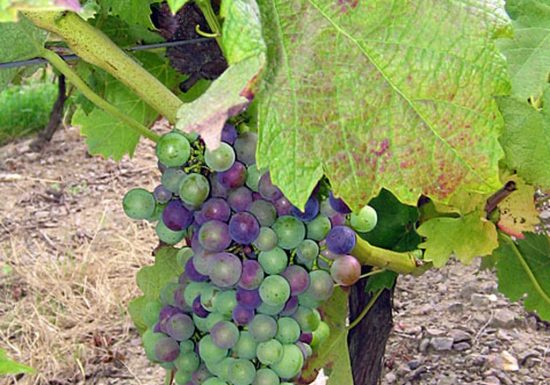 Domaine de la Gironnière